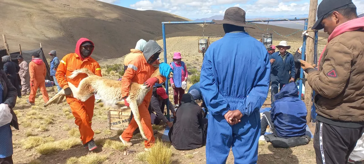 Chakus: exitosa esquila de vicuñas en Yavi