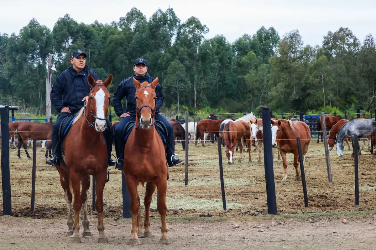 El Ministerio de Seguridad incorpora 32 equinos para fortalecer el Cuerpo de Caballería Provincial