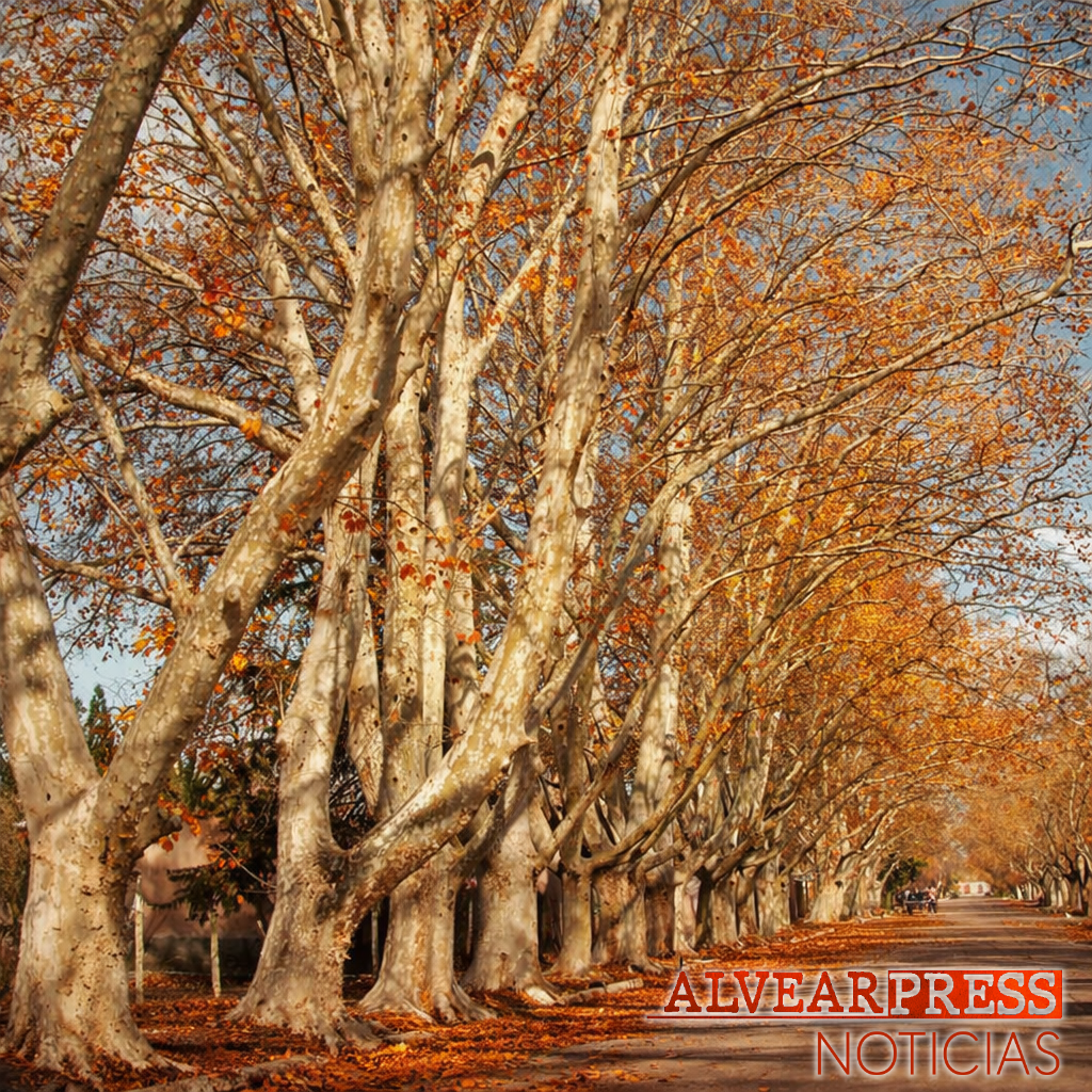 PROVINCIALES | Mendoza refuerza la protección del arbolado público con nuevas sanciones, capacitaciones y herramientas de gestión