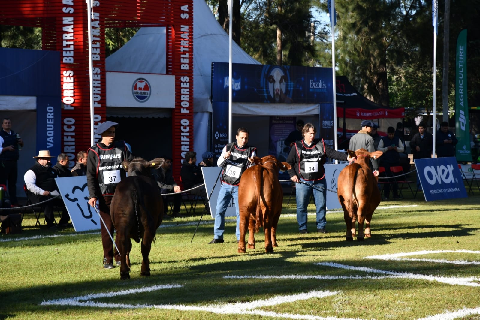 SE PUSO EN MARCHA UNA NUEVA EDICIÓN DE EXPOBRA CON MÁS DE 400 ANIMALES Y 80 CABAÑAS