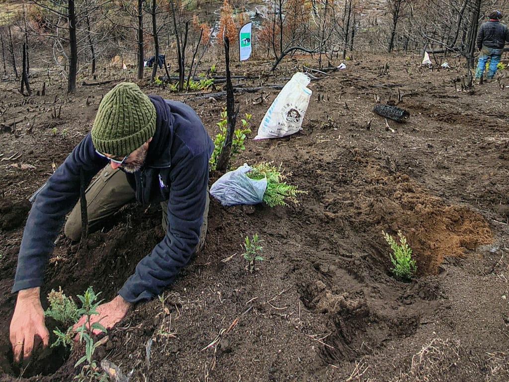 Bosques: avanza la campaña de restauración en la reserva provincial Lago Epuyén