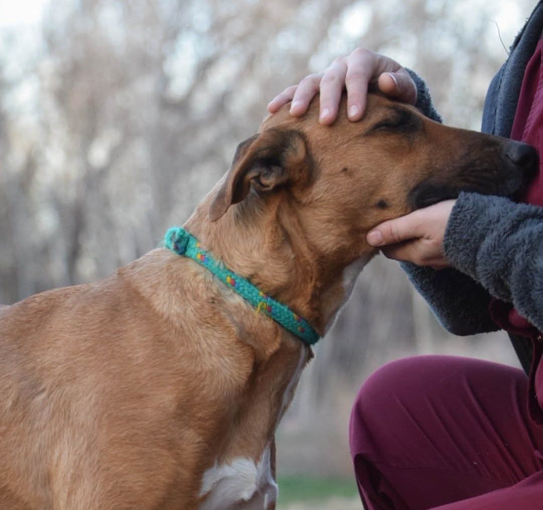 Adopción responsable: animales del Refugio Municipal de Rawson buscan un nuevo hogar