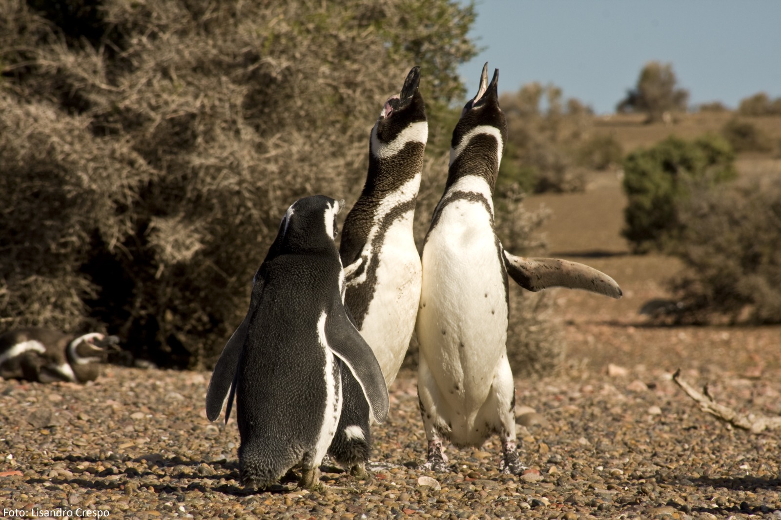 Comenzó la temporada de pingüinos en Cabo Dos Bahías con nuevas obras y mejoras en el área protegida