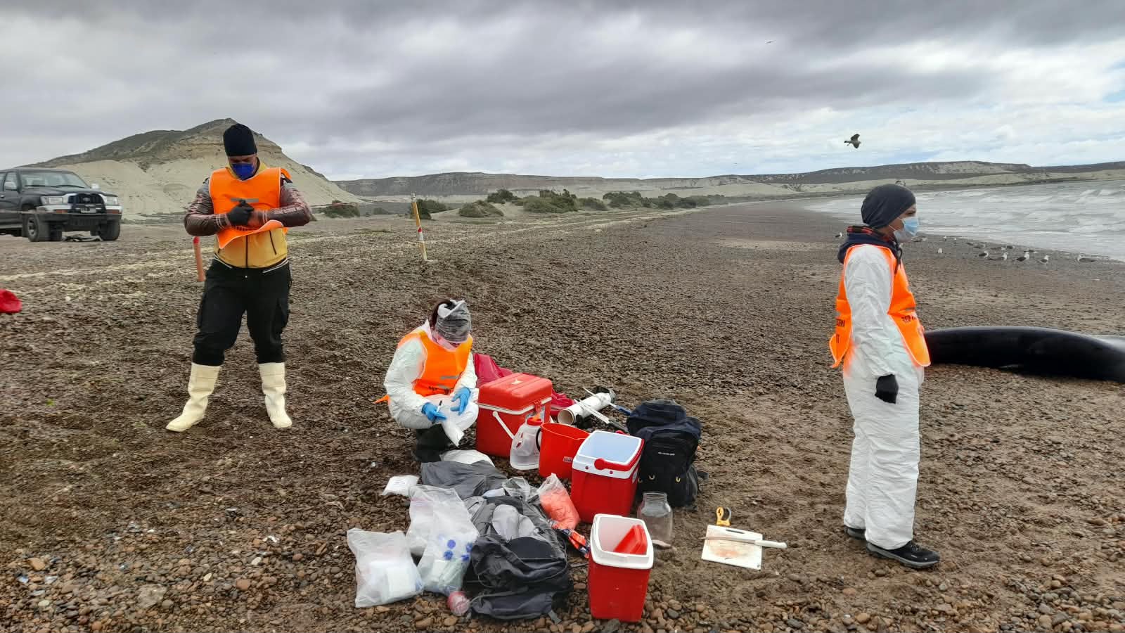 Varamiento de ballenas: especialistas intensifican el monitoreo sanitario y estudian las causas