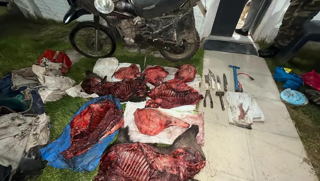 Carnearon un jabalí pero tuvieron que abandonar «el botín» en la fuga