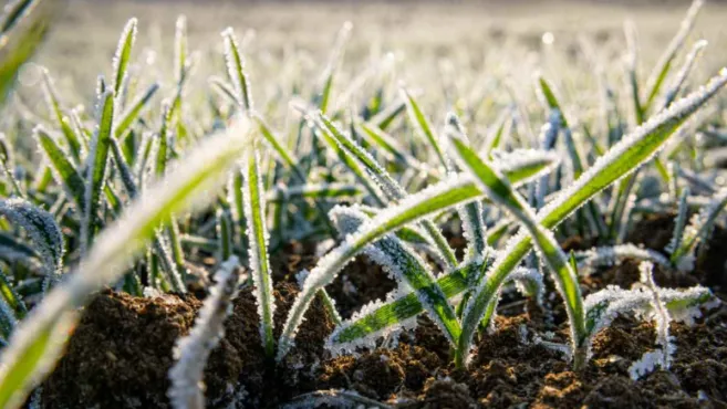 El frío avanza sobre el campo: alertan por heladas y lluvias desiguales
