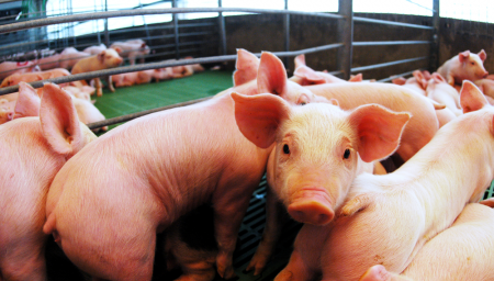 Mejora la rentabilidad: además de la faena y el consumo récord, el cerdo suma buenas noticias en las granjas