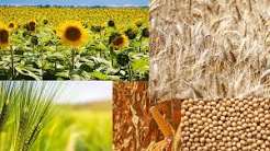 Granos en máximos: la suba global abre una ventana clave para los márgenes del campo argentino