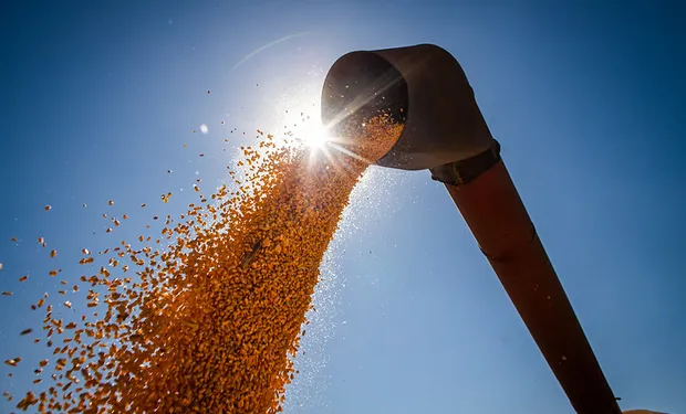 El mercado de granos espera al USDA y el trigo argentino podría superar las 20 millones de toneladas