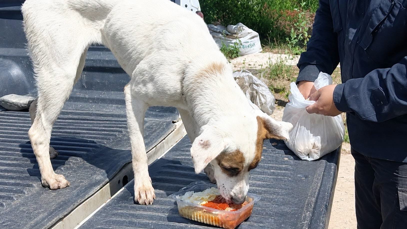 PERRA.png INTEGRANTES DE LA BERA DE LA UR II RESCATÓ A UNA PERRA CACHORRITA DESDE EL ARROYO SALADILLO