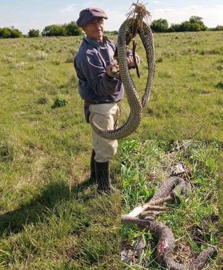 HALLARON UNA YARARÁ DE MÁS DE UN METRO Y MEDIO EN UN CAMPO CERCA DE LA CRIOLLA HALLARON UNA YARARÁ DE MÁS DE UN METRO Y MEDIO EN UN CAMPO CERCA DE LA CRIOLLA