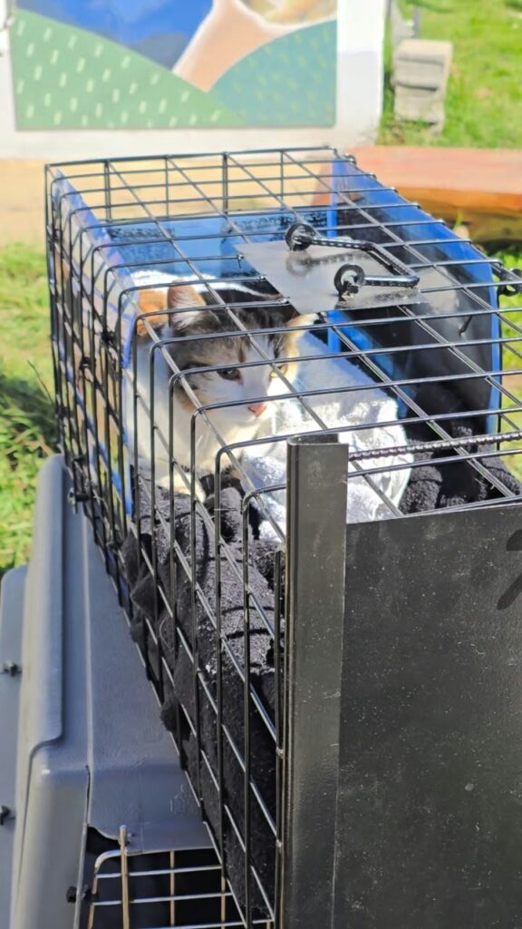 Bariloche avanza en el control ético de colonias de gatos ferales: Municipio y vecinos ponen en marcha una prueba piloto