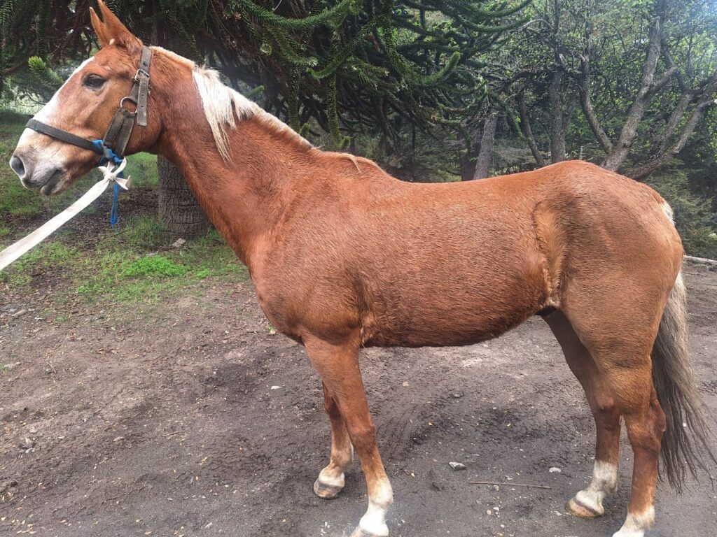 Caballos sueltos en Bariloche: Sanidad Animal refuerza el llamado a la tenencia responsable