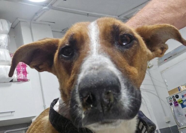 Ransas pelea por su vida tras una intervención de Sanidad Animal en Virgen Misionera