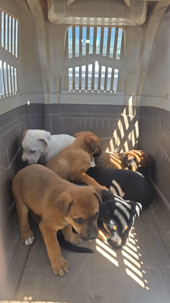 Bariloche avanza con un operativo integral para rescatar perros abandonados en el Vertedero