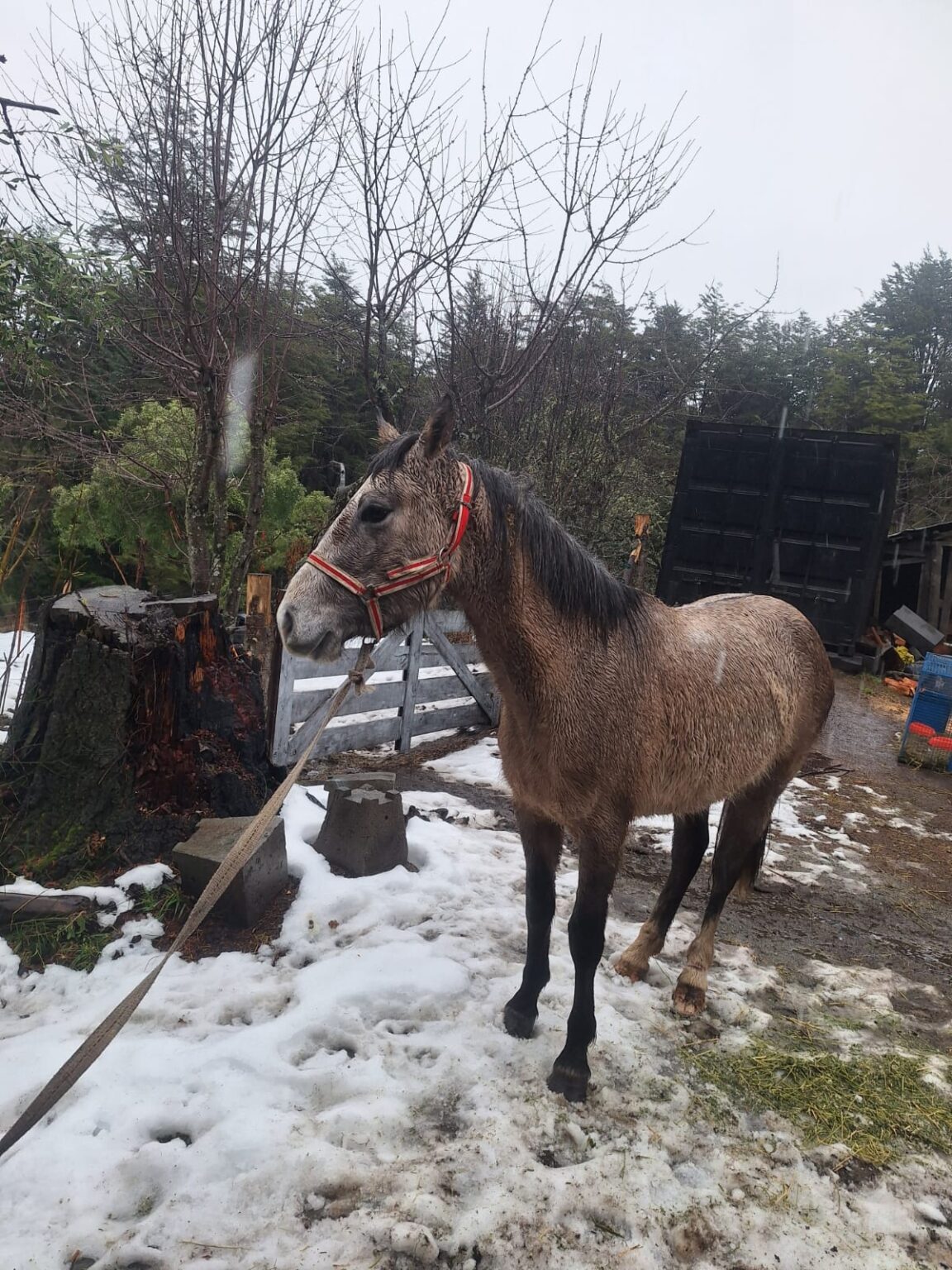 Sanidad Animal volvió a capturar un caballo suelto en la vía pública y refuerza el llamado a la responsabilidad de los propietarios