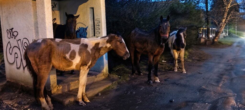 TRES EQUINOS EN GRAVE ESTADO FUERON RESCATADOS EN EL PILAR: DESNUTRICIÓN EXTREMA, HERIDAS Y NINGUNO ESTABA PATENTADO