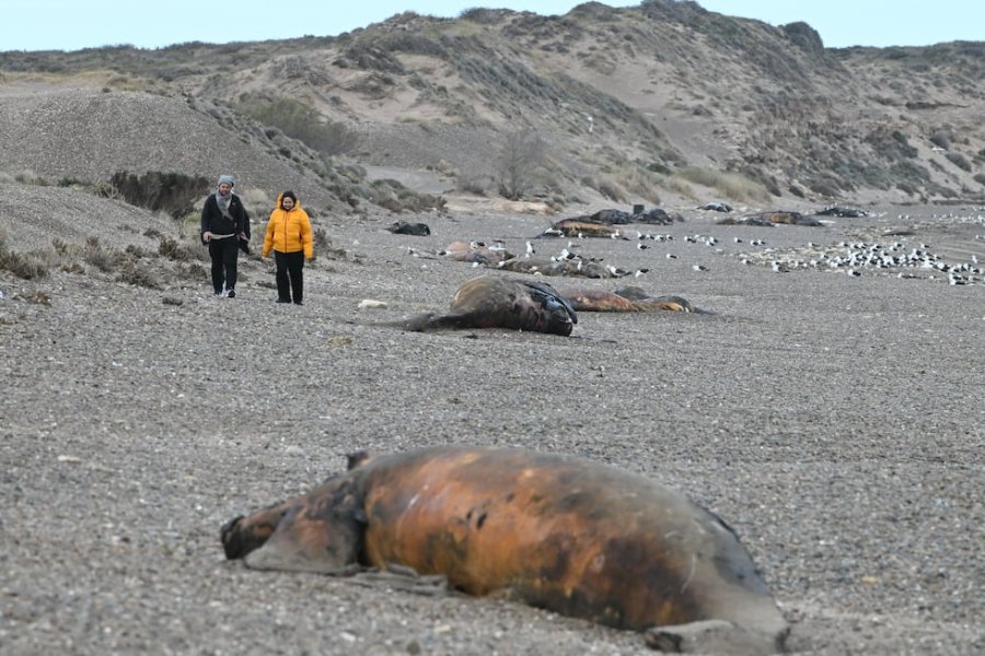 Alerta en Chubut: investigan una inusual mortandad de ballenatos en Península Valdés
