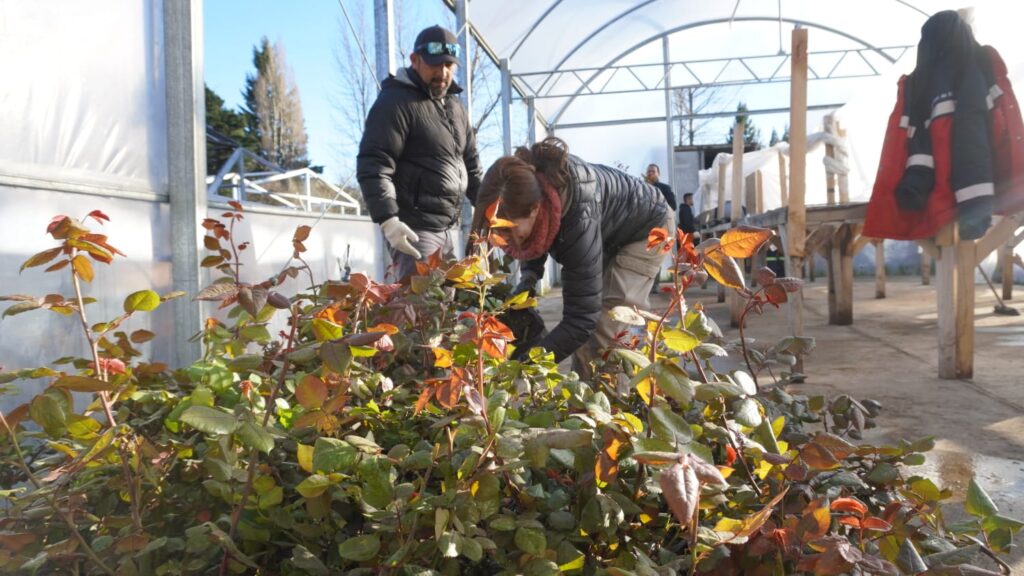El Municipio suma 1.700 rosales para vestir de color a Bariloche