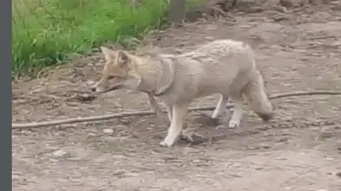 Tenía un zorrito gris de mascota en su casa del interior de Corrientes