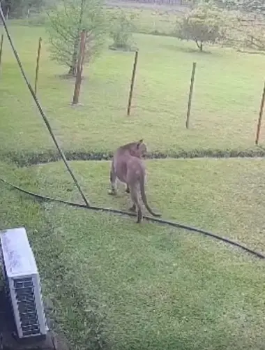 lindo gatito.webp Alerta en la zona rural de Apóstoles por la presencia de un puma suelto