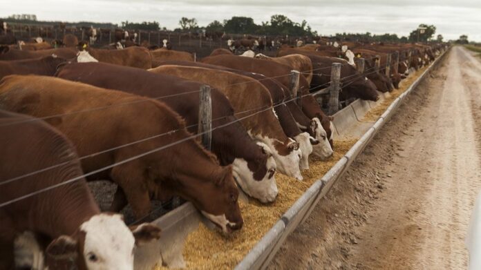 vacas establo.jpg Engorde a Corral: estudio arroja distintos resultados con animales de igual peso de ingreso