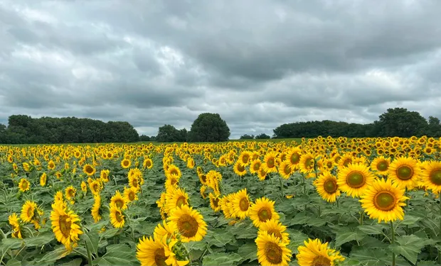 El cultivo que no para de crecer: el girasol apunta a 3 millones de hectáreas