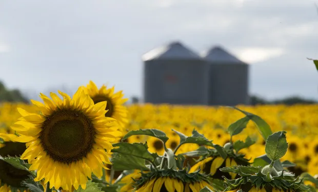 El “apagón logístico” en el Mar Negro sostiene los precios del aceite de girasol y cotiza hasta US$ 1390