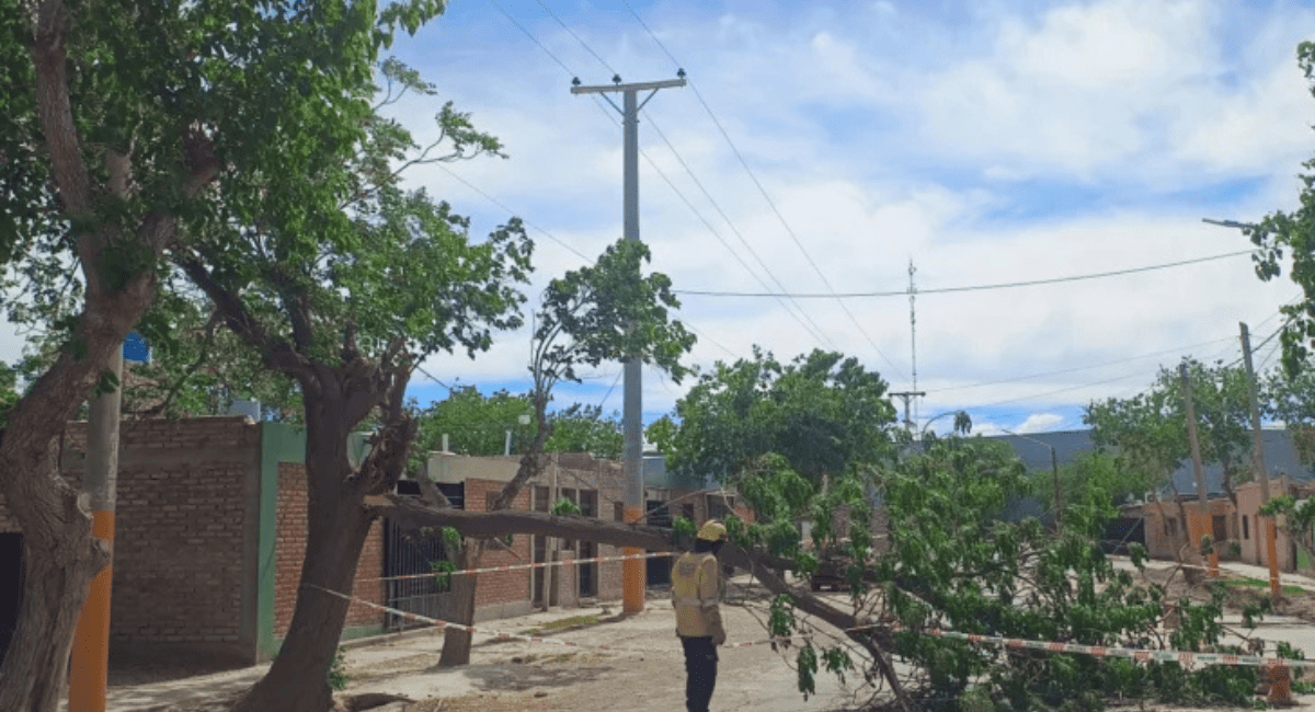 Ráfagas de viento provocaron la caída de árboles y postes en San Juan Ráfagas de viento provocaron la caída de árboles y postes en San Juan