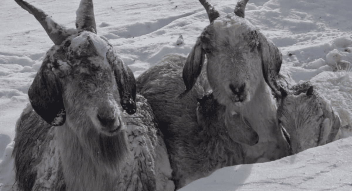 Nevó en las Sierras de Valle Fértil: se mantiene el frío e inestabilidad en toda la provincia Nevó en las Sierras de Valle Fértil: se mantiene el frío e inestabilidad en toda la provincia