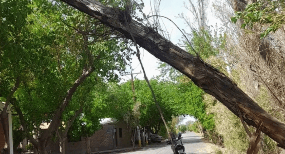 Ráfagas de viento provocaron la caída de árboles y postes en San Juan Ráfagas de viento provocaron la caída de árboles y postes en San Juan