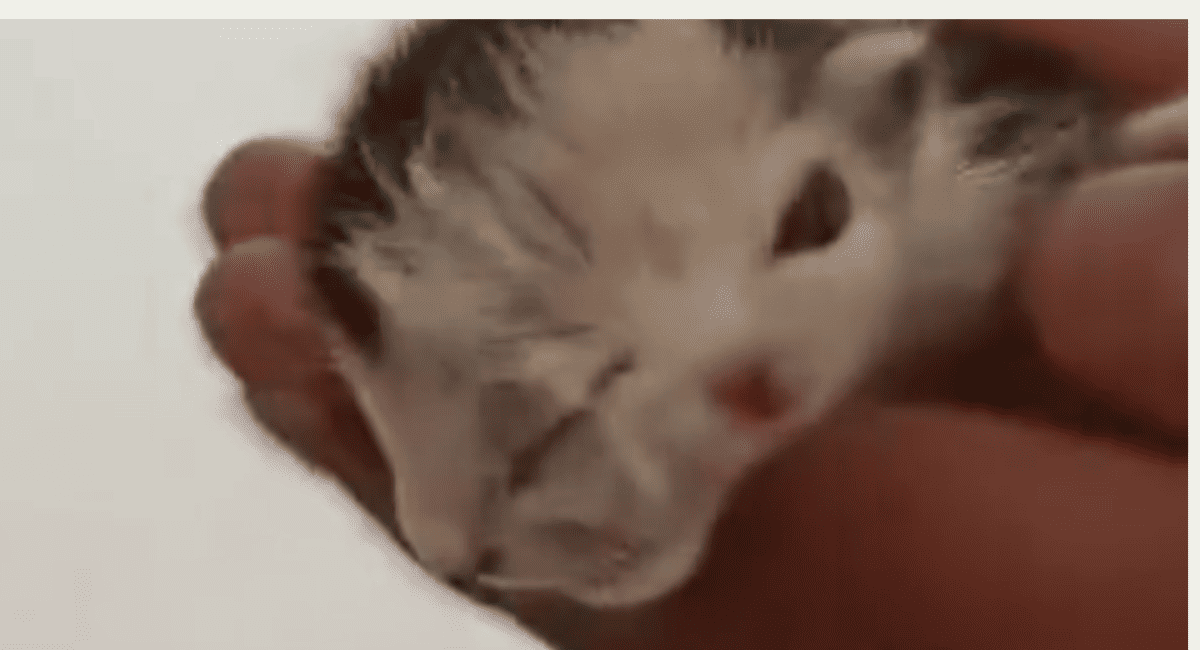San Juan: Se viralizó en Rivadavia el video de un gatito cachorro nacido con dos caras