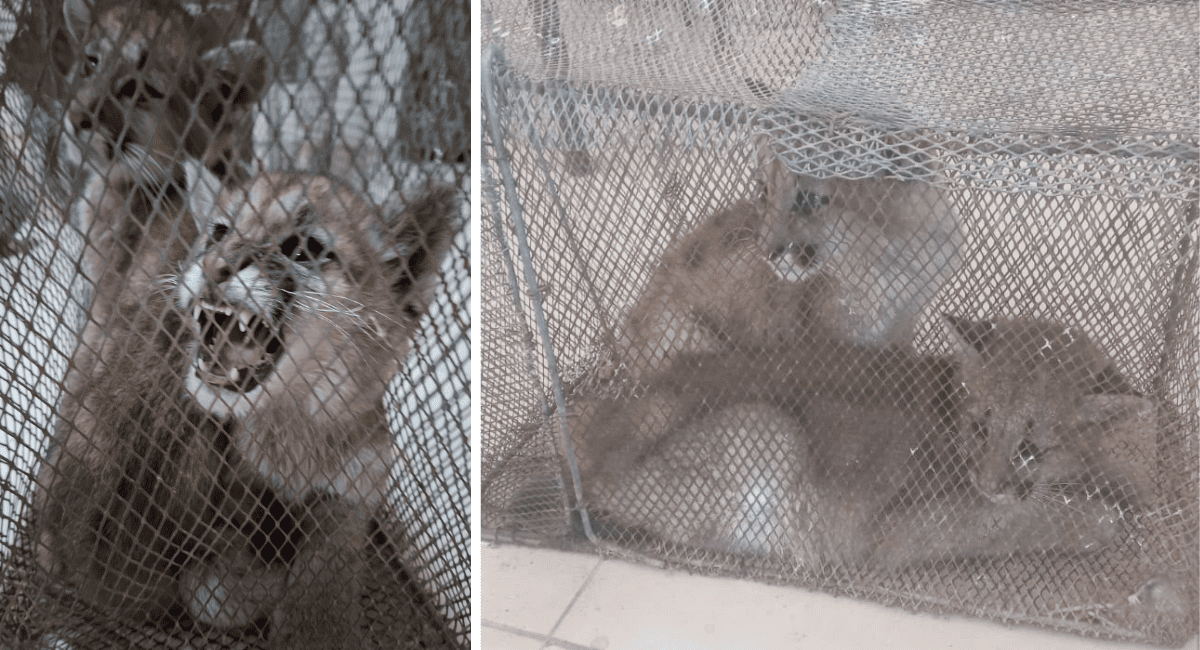 Dos hombres imputados en Sarmiento por tener crías de puma en cautiverio