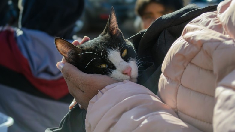 27bda4b4e2f2e9eb7b30714a84856715_L.jpg Ambiente brinda recomendaciones para cuidar a los animales de compañía y actuar con seguridad ante serpientes, arañas o escorpiones