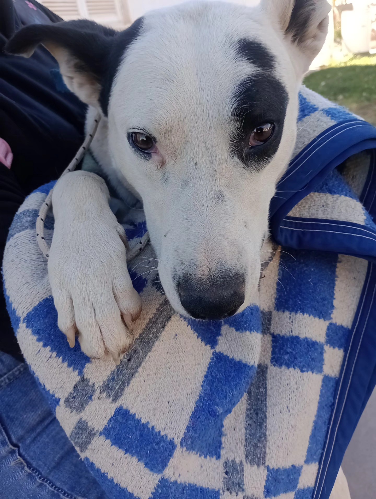 El municipio de Calingasta continua llevando adelante el programa de cuidado y castración de mascotas.