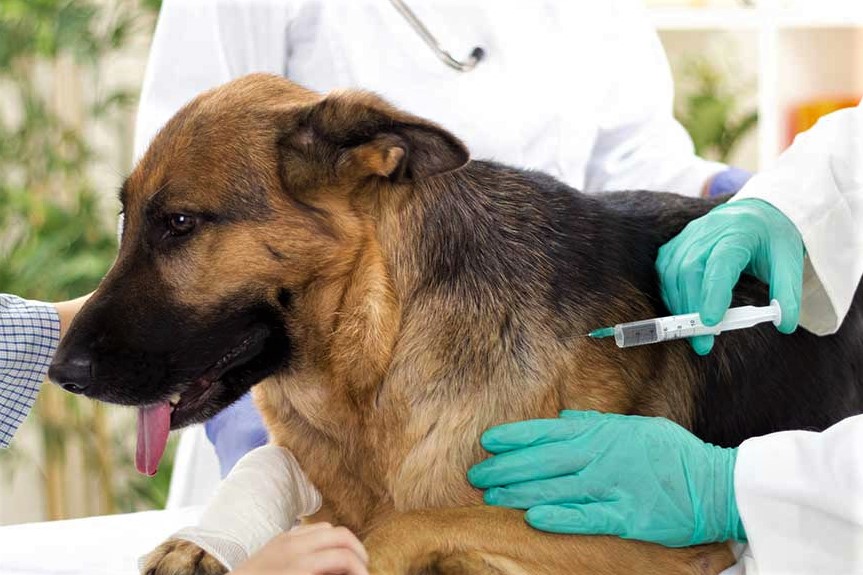 La Ciudad de San Juan realizará una nueva campaña gratuita de vacunación antirrábica para perros y gatos