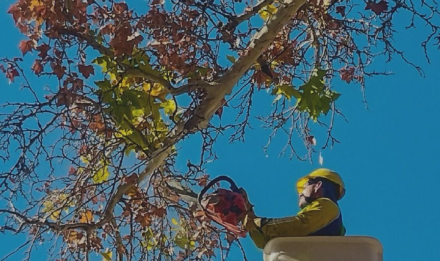 La Ciudad de San Juan continúa con el operativo de poda y mantenimiento del arbolado público esta semana
