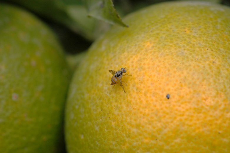 San Martín impulsa campaña para prevenir la mosca de los frutos