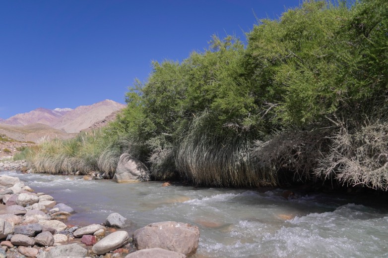 La Secretaría de Ambiente y Desarrollo Sustentable abrió la convocatoria 2026 para la presentación de proyectos de conservación de bosques nativos en el marco de la Ley Nacional de Bosques. La medida fue formalizada mediante la resolución 751-SEAyDS-2026.