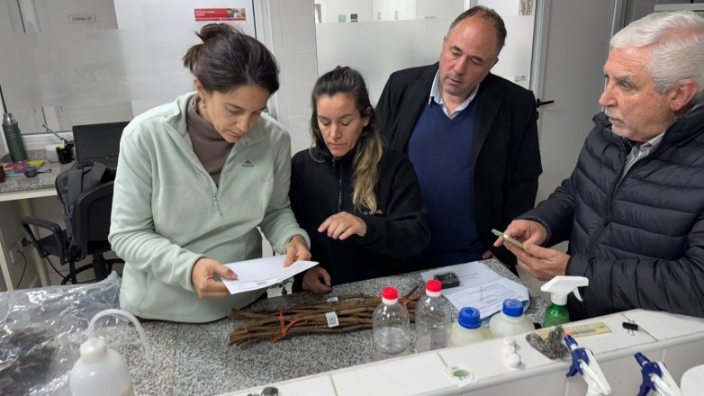 San Juan importó plantas de vid para diversificar la oferta vitícola