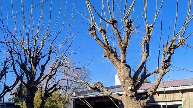 La Ciudad de San Juan continúa con el plan de poda y mantenimiento del arbolado público esta semana