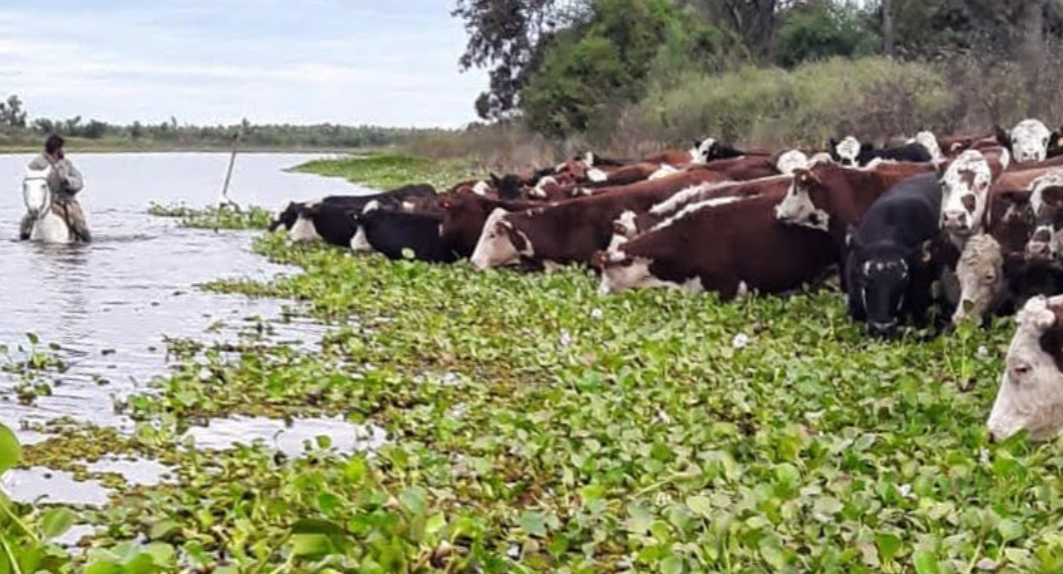 Fenómeno de El Niño: Santa Fe ya evacuó más del 70 % de la hacienda en zonas de islas