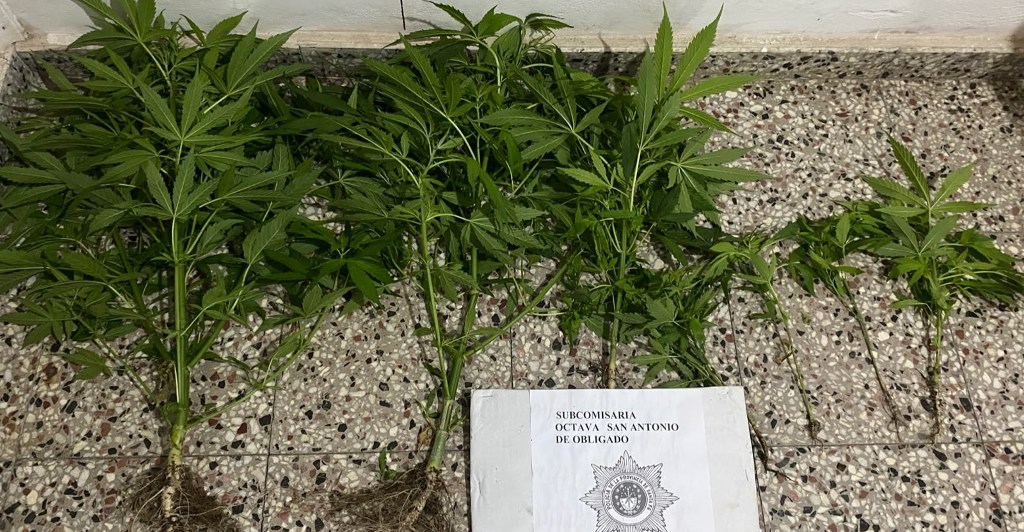La policía de San Antonio de Obligado, secuestró siete plantas de marihuana y aprehendió al envenenador Fernando Acevedo.