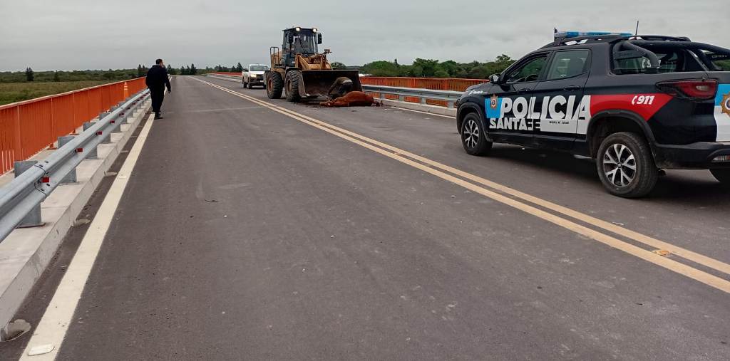 Un automovilista ocampense se llevó por delante a un caballo en el ingreso al puente sobre el Paraná Miní.