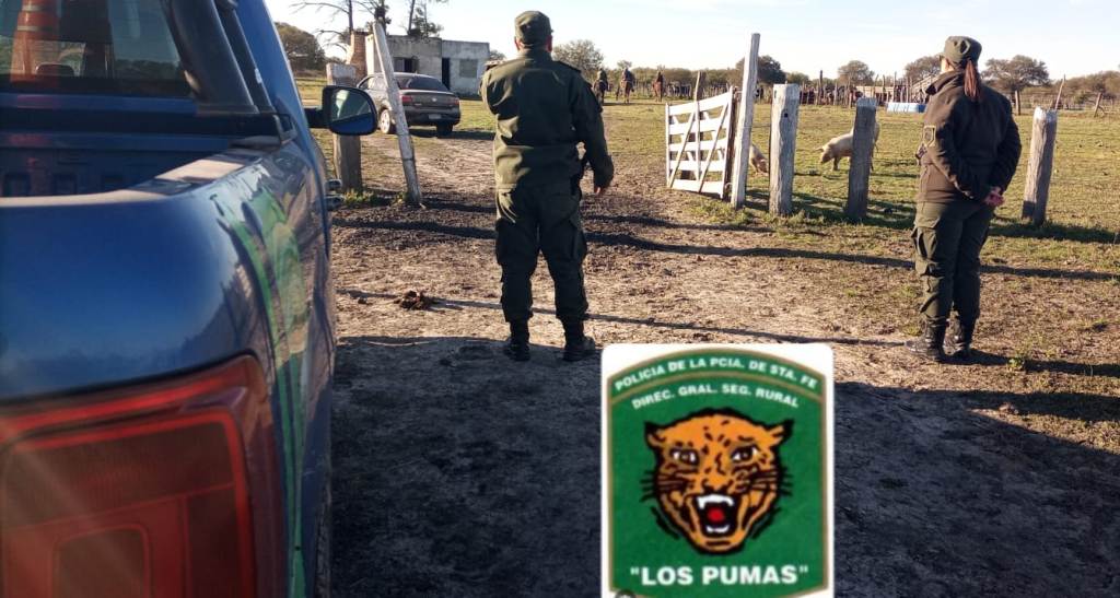 “Los Pumas de la ciudad de Vera, esclarecieron un hecho de abigeato y lograron recuperar tres animales vacunos desaparecidos.