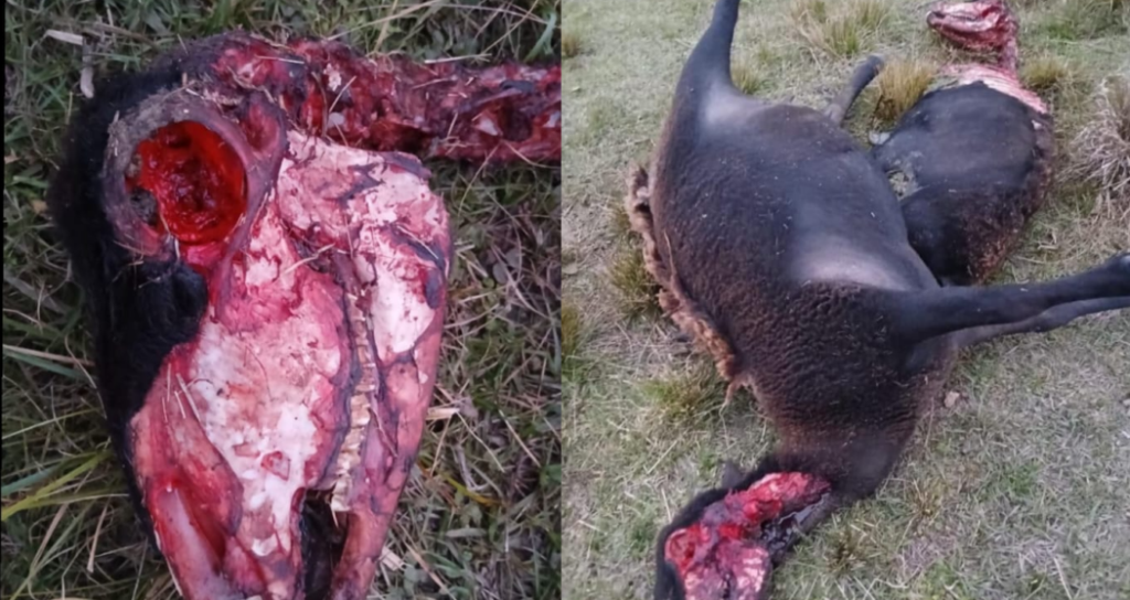 ¿Chupacabras o Extraterrestres en Lanteri? un productor encontró ovejas mutiladas y asegura que “no había una gota de sangre”