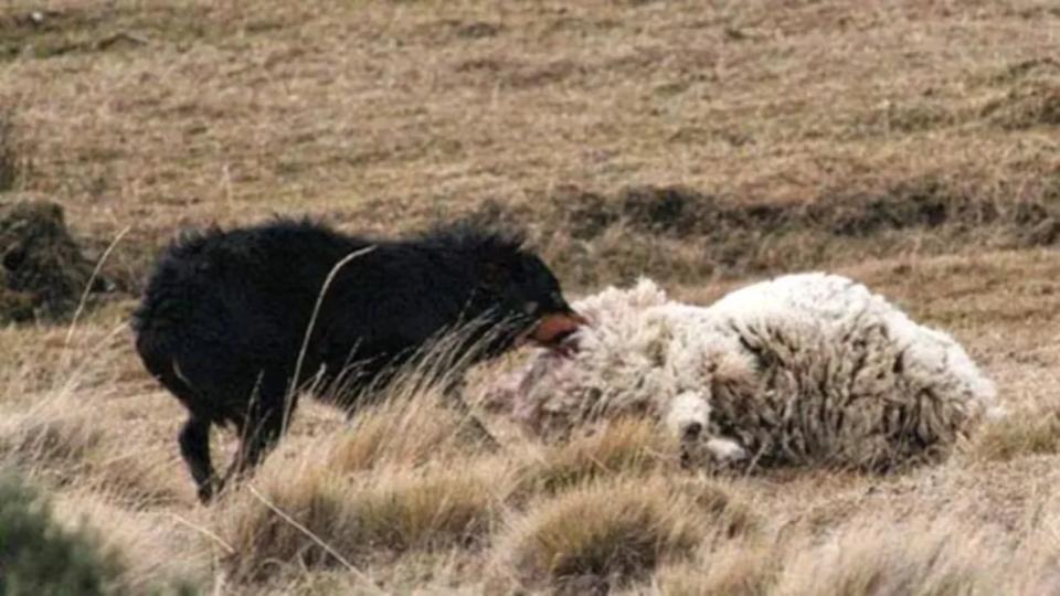 ESTIMAN QUE HAY HASTA 30 MIL PERROS ASILVESTRADOS EN LA PROVINCIA