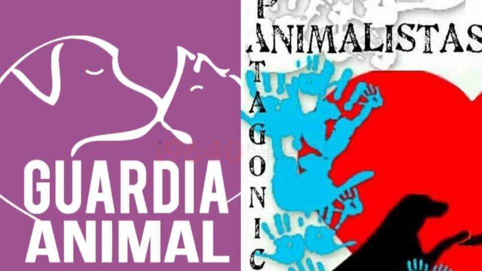 MOQUILLO Y MILLONARIAS DEUDAS VETERINARIAS: DOS PROTECTORAS APELAN A LA SOLIDARIDAD PARA SEGUIR ASISTIENDO ANIMALES