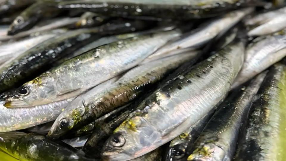 PESCA EXPERIMENTAL DE SARDINA FUEGUINA: EL CONSEJO FEDERAL PESQUERO APROBÓ UN PROGRAMA POR DOS AÑOS