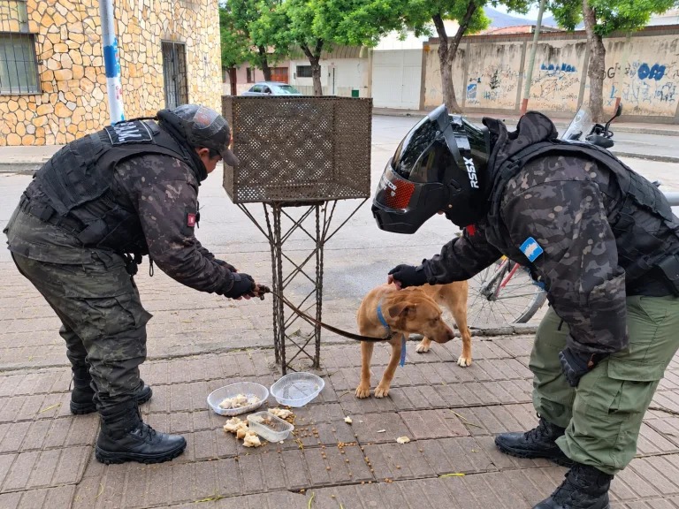 Salta: ataron a una perrita a un cesto de basura y la dejaron abandonada en la calle